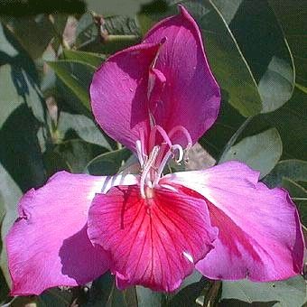 Bauhinia purpurea - Arborele cu fluturi roz